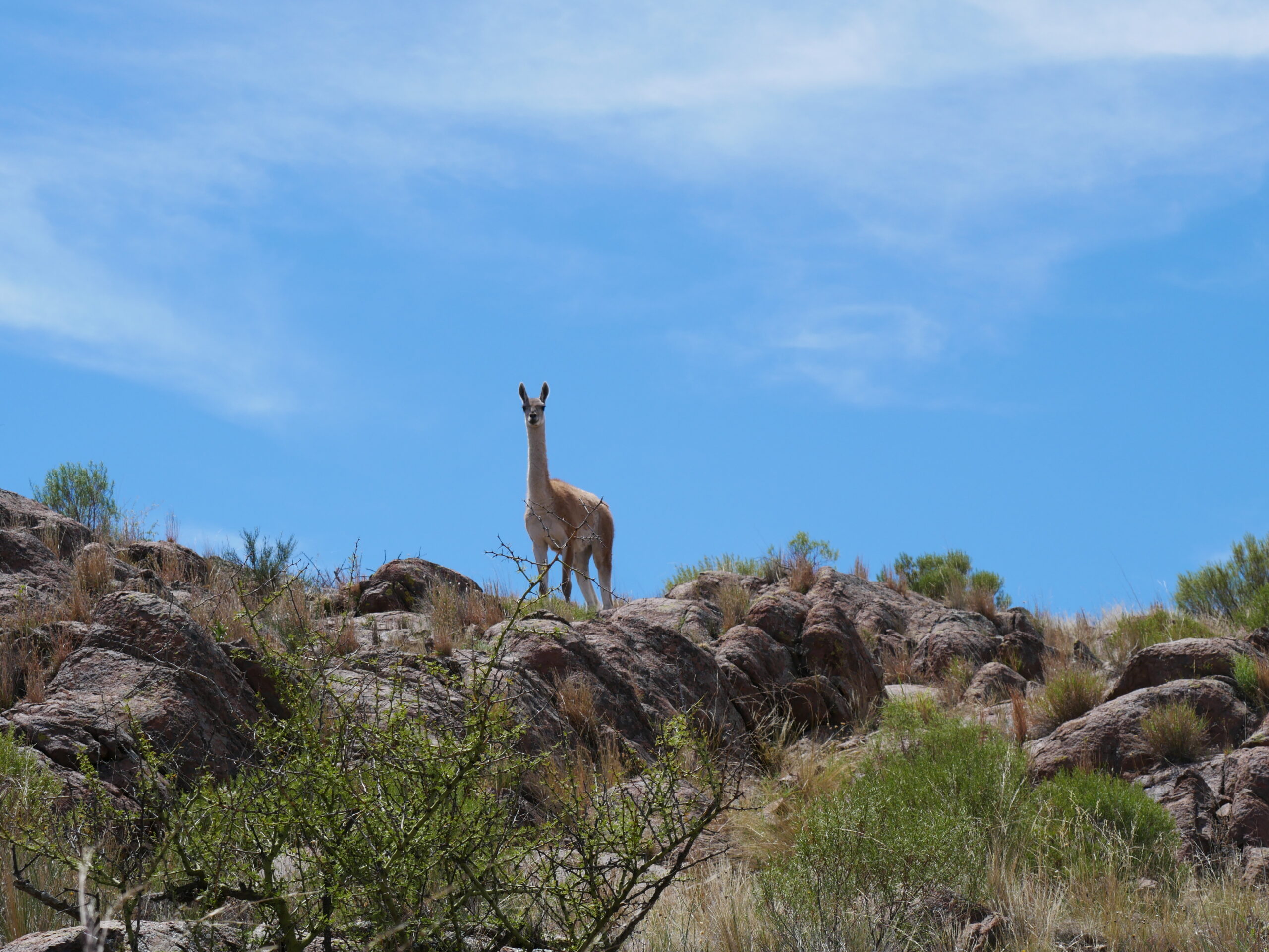 Lihué-Calel National Park