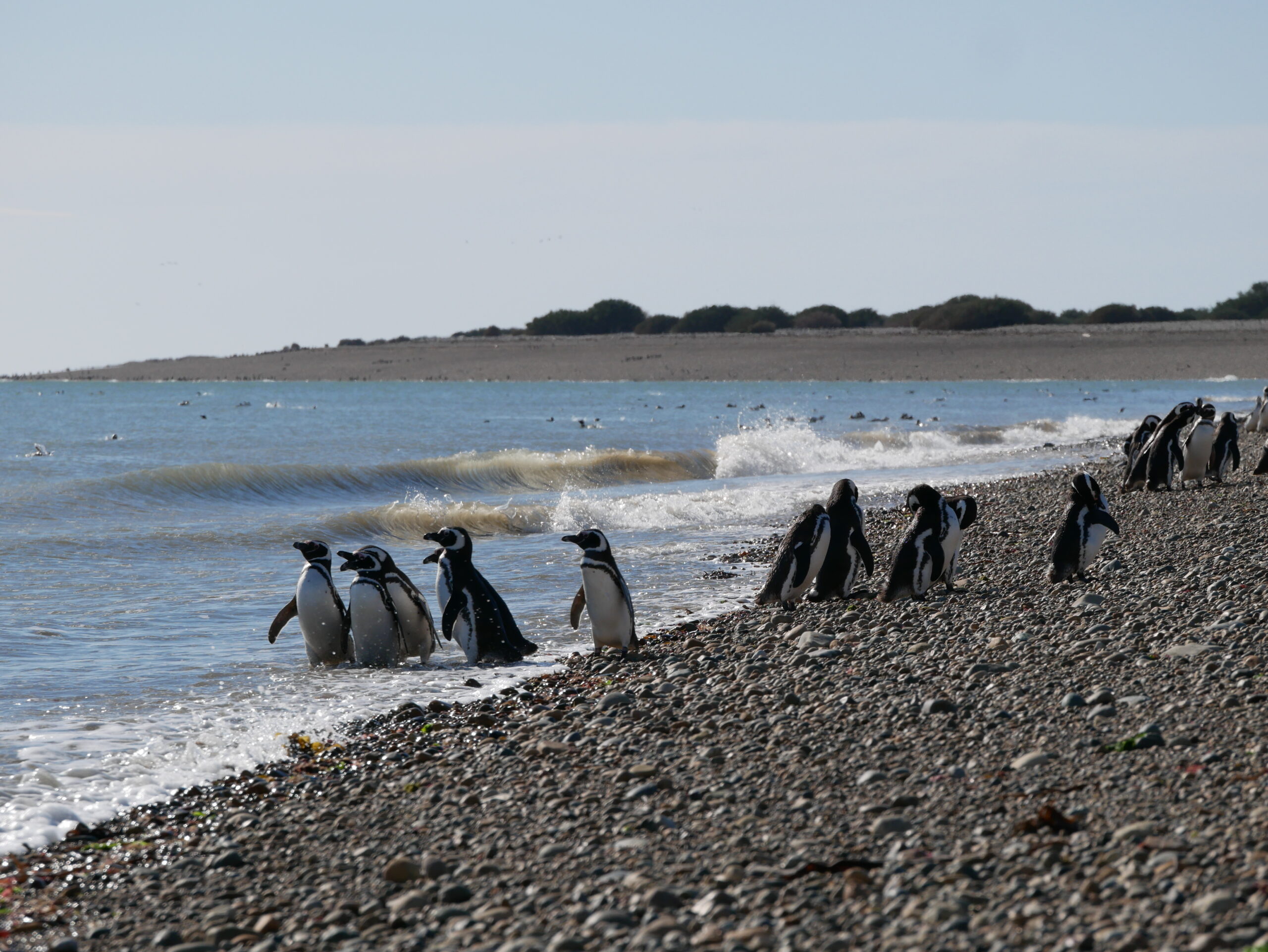 Pingüinera Punta Entrada