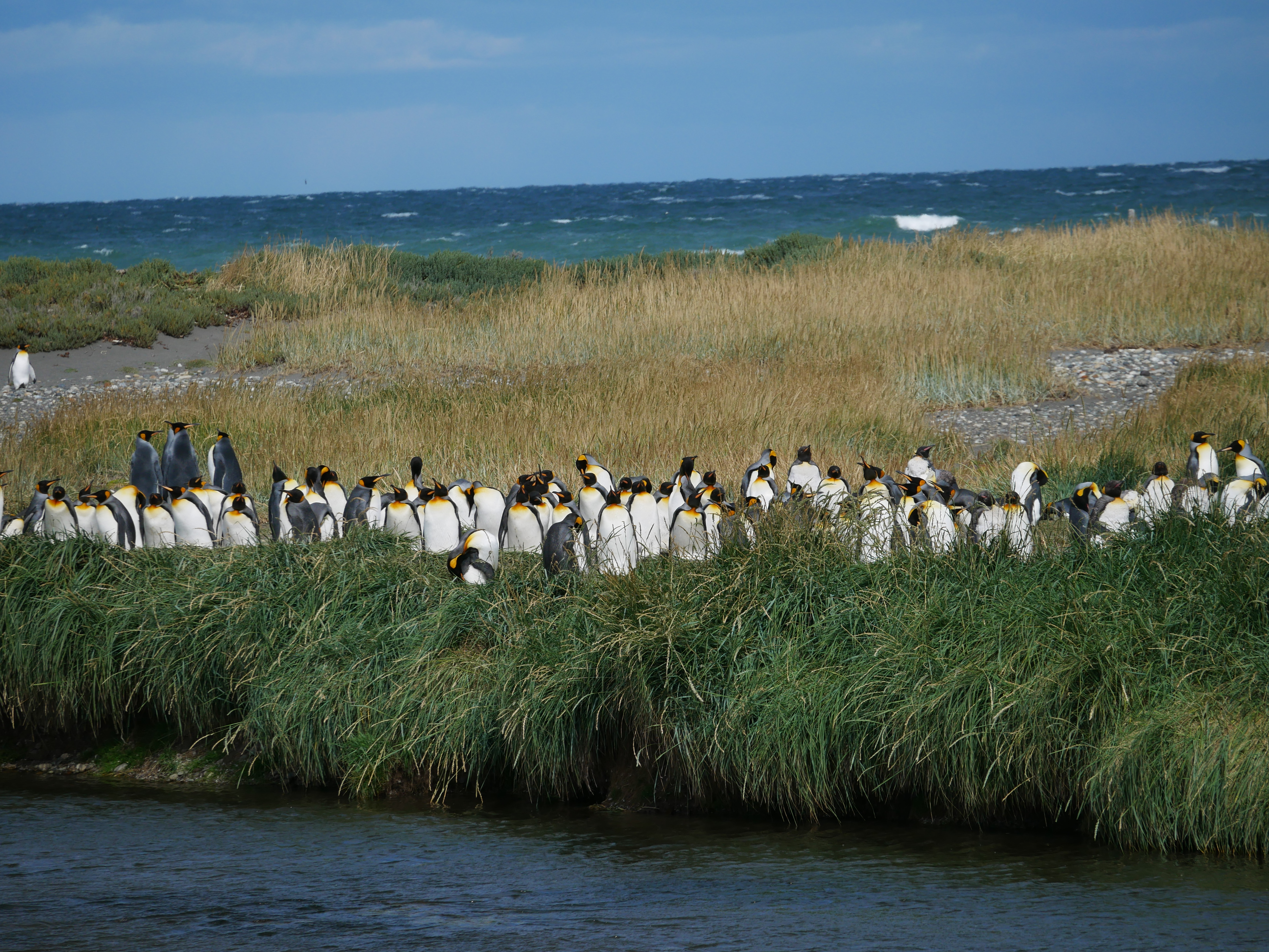 Reserva Natural Pingüino Rey