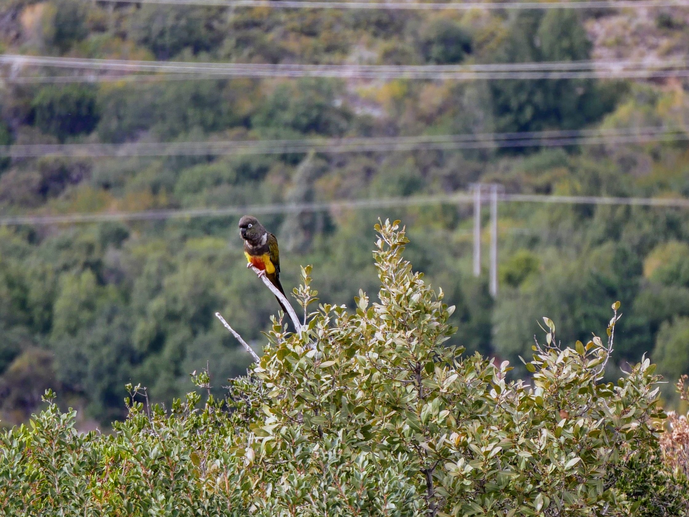 Rio de Los Cipreses National Reserve