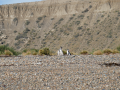 Magellanic penguins, Pingüinera Punta Entrada, Argentina