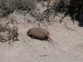 Large hairy armadillo, Punta Tombo, Argentina