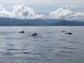 Pacific spotted dolphins, Mutis, Colombia