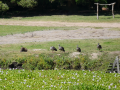 Capybara and southern screamers, Parque Nacional Santa Teresa, Uruguay