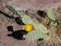 Chupasangre cactus (Opuntia penicilligera), Parque Nacional Lihué-Calel, Argentina