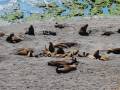 South American sea lions, Peninsula Valdes, Argentina