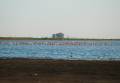 Chilean flamingos and black-necked stils, Laguna Loma Alta, Argentina