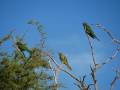 Blue-crowned parakeets, Parque Nacional Lihué-Calel, Argentina