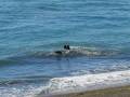 Elephant seals, Peninsula Valdes, Argentina